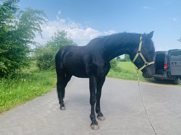 Cruzado Hengst 3 Jahre 155 cm Rappe in Janneby