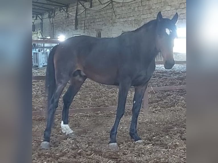 Cruzado Hengst 3 Jahre 155 cm  in Almonte
