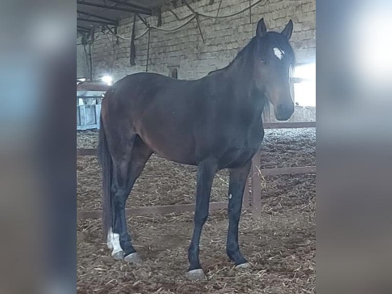 Cruzado Hengst 3 Jahre 155 cm  in Almonte