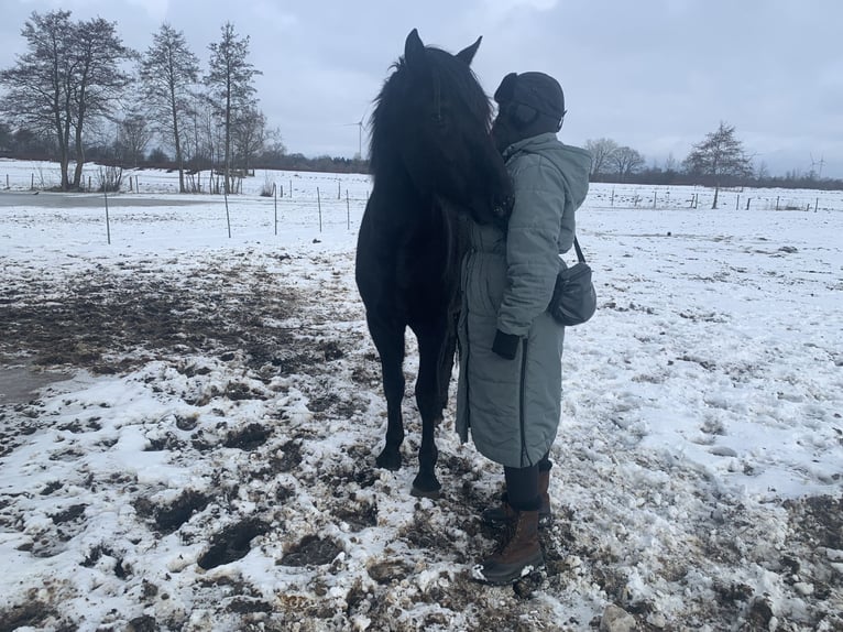Cruzado Hengst 3 Jahre 156 cm Rappe in Janneby