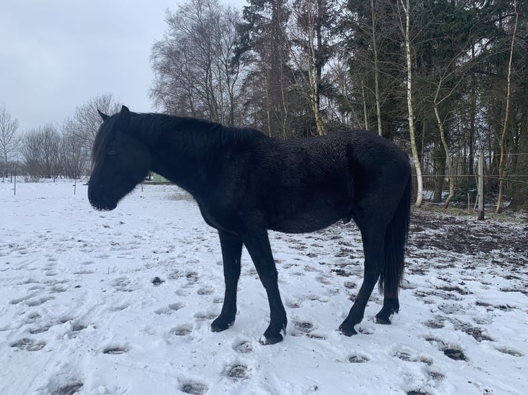 Cruzado Hengst 3 Jahre 156 cm Rappe in Janneby