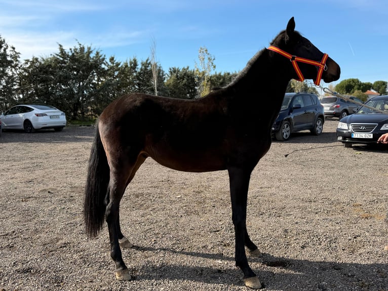 Cruzado Mix Hengst 3 Jahre 160 cm Dunkelbrauner in Mostoles