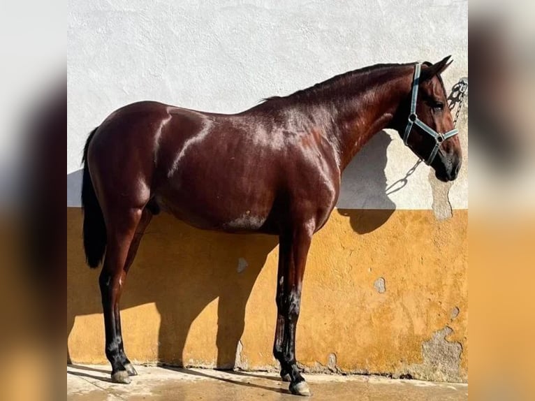 Cruzado Hengst 3 Jahre 162 cm Brauner in Sabadell Cruzado Hengst 3 Jahre 162 cm Brauner in Sabadell