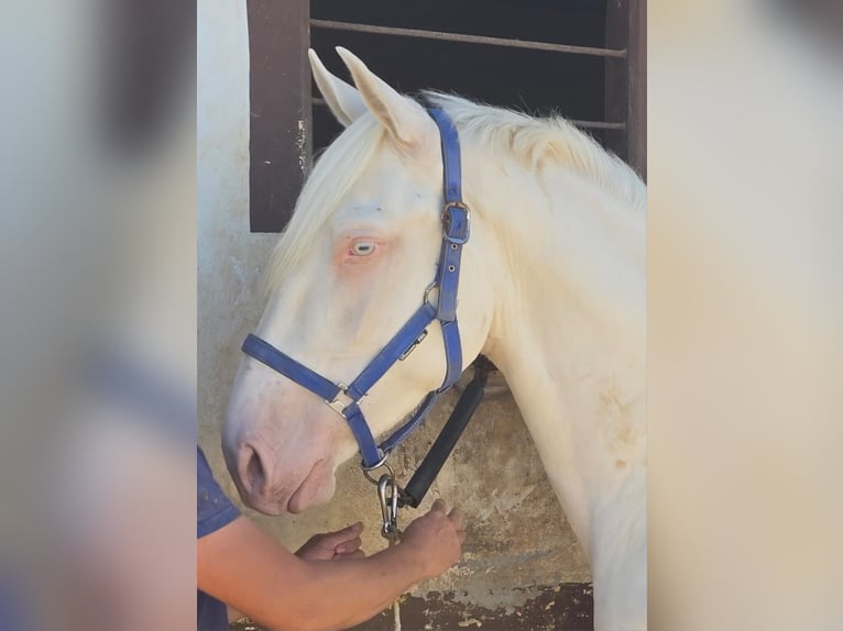 Cruzado Mix Hengst 3 Jahre 166 cm Cremello in Vejer de la Frontera