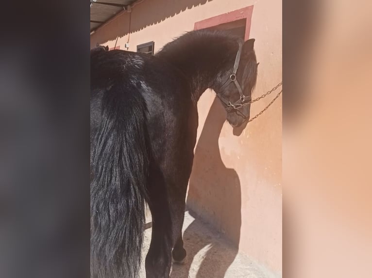 Cruzado Hengst 4 Jaar 157 cm Zwart in Pedralba