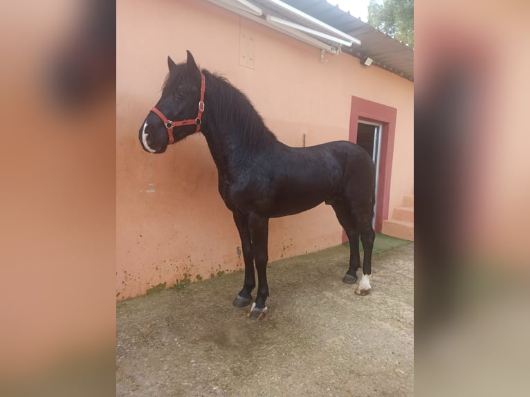 Cruzado Hengst 4 Jaar 157 cm Zwart in Pedralba