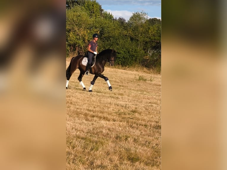 Cruzado Hengst 4 Jahre 160 cm Brauner in Segovia