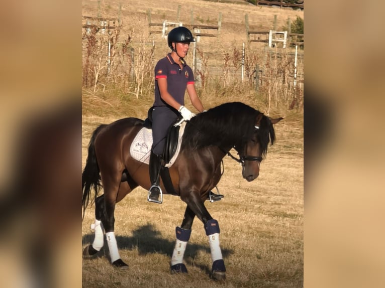 Cruzado Hengst 4 Jahre 160 cm Brauner in Segovia