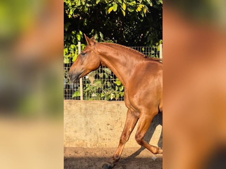 Cruzado Hengst 4 Jahre 170 cm Fuchs in Vejer de la Frontera