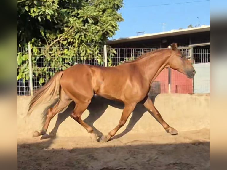 Cruzado Hengst 4 Jahre 170 cm Fuchs in Vejer de la Frontera