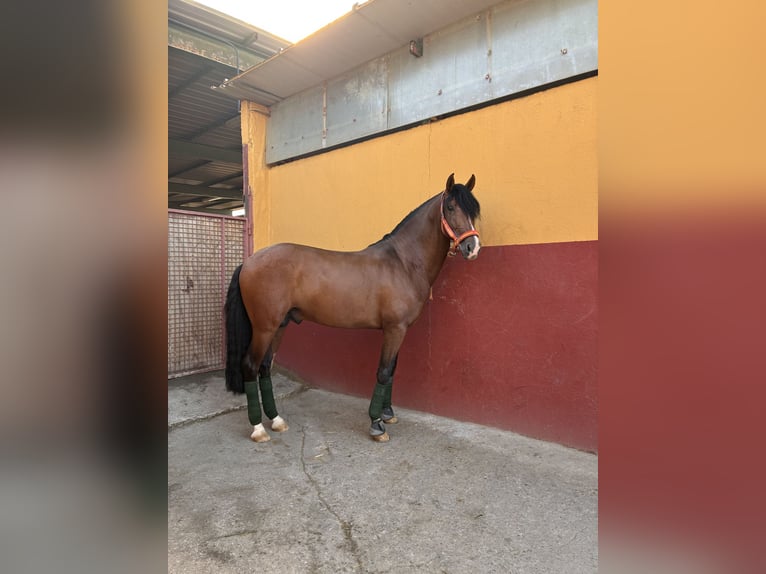 Cruzado Hengst 5 Jaar 160 cm Lichtbruin in Madrid