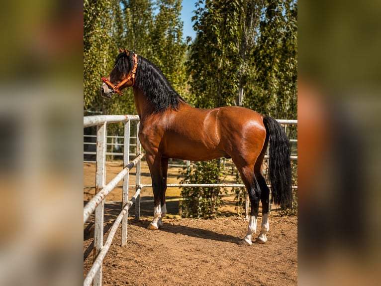 Cruzado Hengst 5 Jahre 160 cm Hellbrauner in Madrid