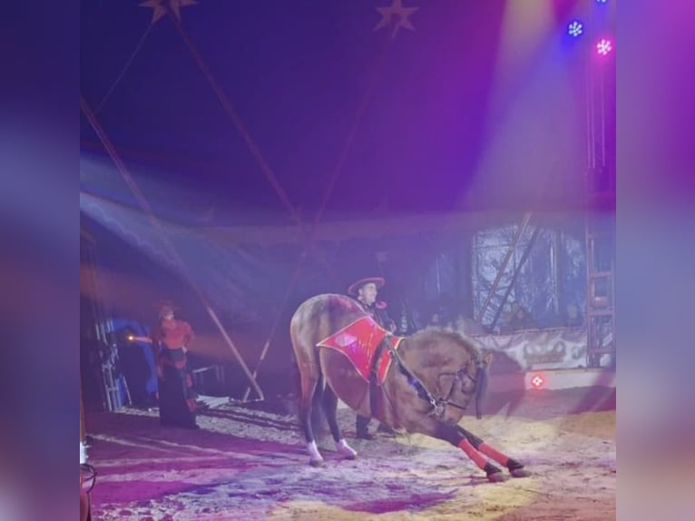 Cruzado Hengst 6 Jaar 160 cm Bruin in Nürnberg