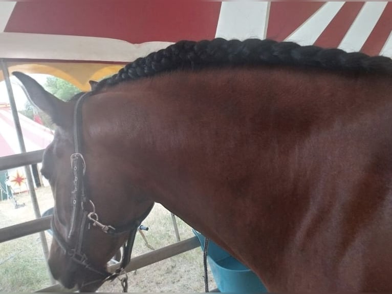 Cruzado Hengst 6 Jaar 160 cm Bruin in Nürnberg