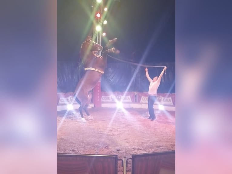 Cruzado Hengst 6 Jahre 160 cm Brauner in Nürnberg