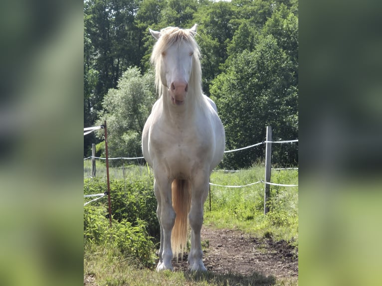 Cruzado Hengst 7 Jaar 160 cm Cremello in Hagenow
