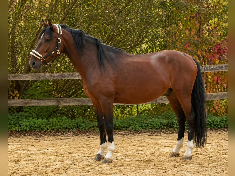 Cruzado Mix Hengst 8 Jaar 152 cm Zwartbruin in Bexbach