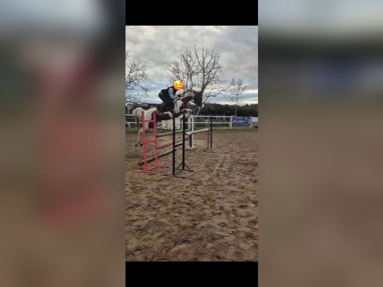 Cruzado Hengst 9 Jaar 145 cm Gevlekt-paard in Benavente