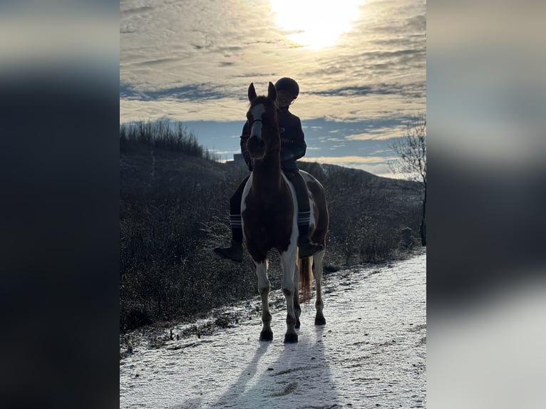 Cruzado Hengst 9 Jaar 145 cm Gevlekt-paard in Benavente