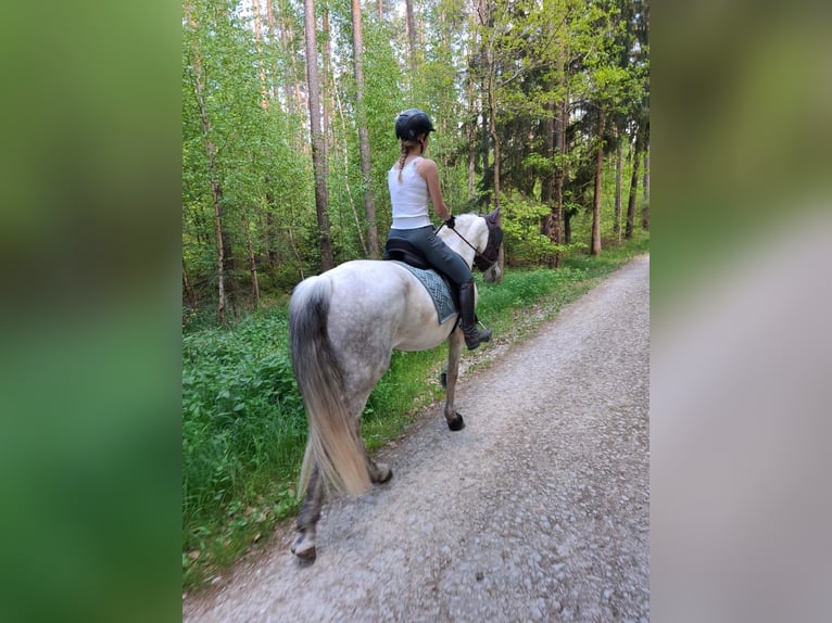 Cruzado Hengst 9 Jaar 158 cm Schimmel in F&#xFC;rth