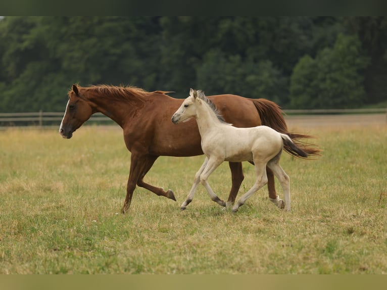 Cruzado Hengst Fohlen (04/2026) 160 cm Buckskin in Waldshut-Tiengen