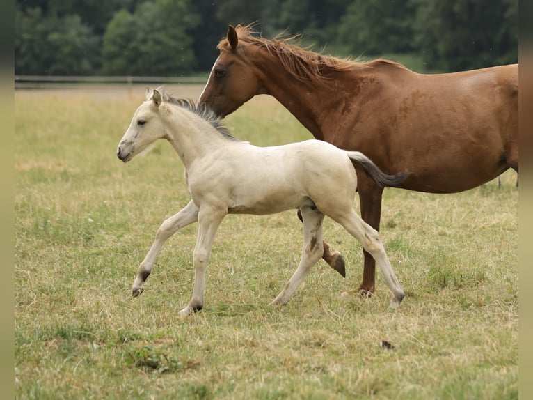 Cruzado Hengst Fohlen (04/2026) 160 cm Buckskin in Waldshut-Tiengen