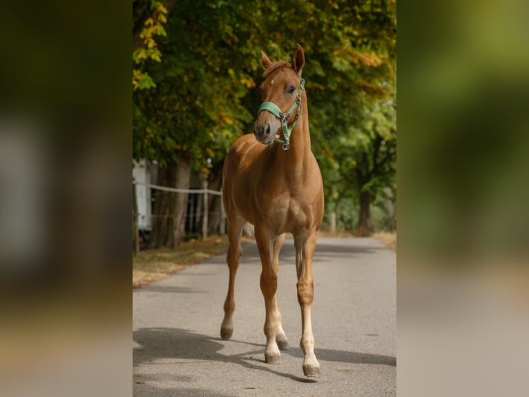 Cruzado Hengst Veulen (04/2026) 160 cm Vos in Ennepetal