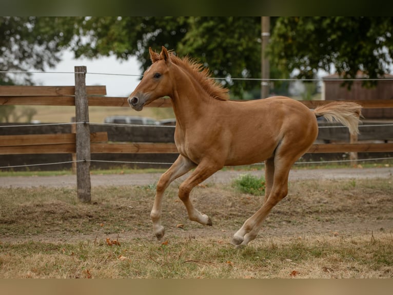 Cruzado Hengst Veulen (04/2026) 160 cm Vos in Ennepetal