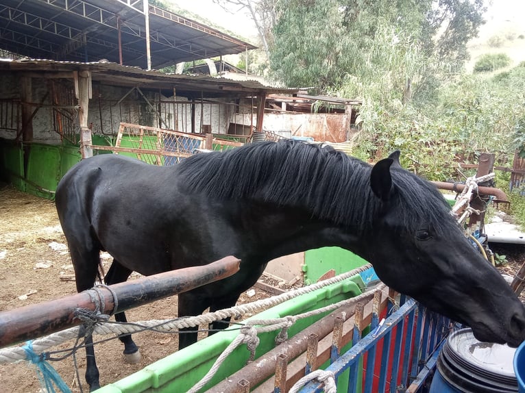 Cruzado Hengst Veulen (01/2026) 160 cm Zwart in Malaga