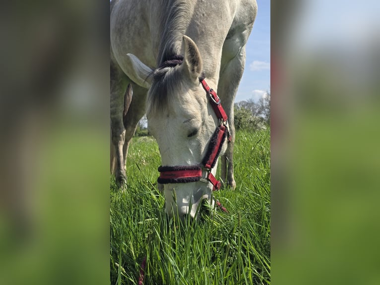 Cruzado Hongre 10 Ans 152 cm Gris in Bad Wimpfen
