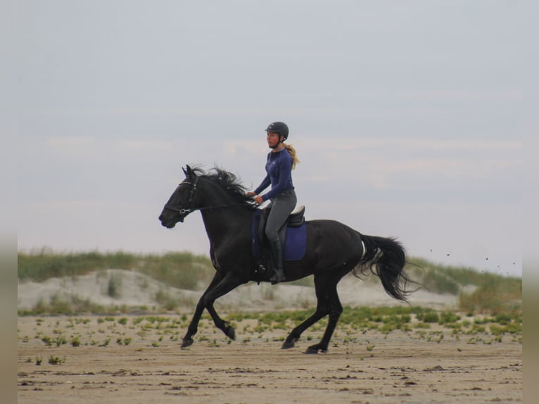 Cruzado Croisé Hongre 10 Ans 153 cm Noir in Buren