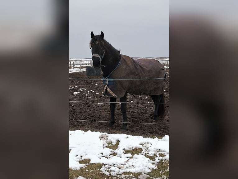 Cruzado Croisé Hongre 10 Ans 153 cm Noir in Buren
