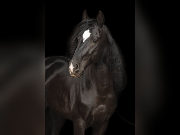 Cruzado Hongre 10 Ans 153 cm Noir in Sch&#xF6;nwald