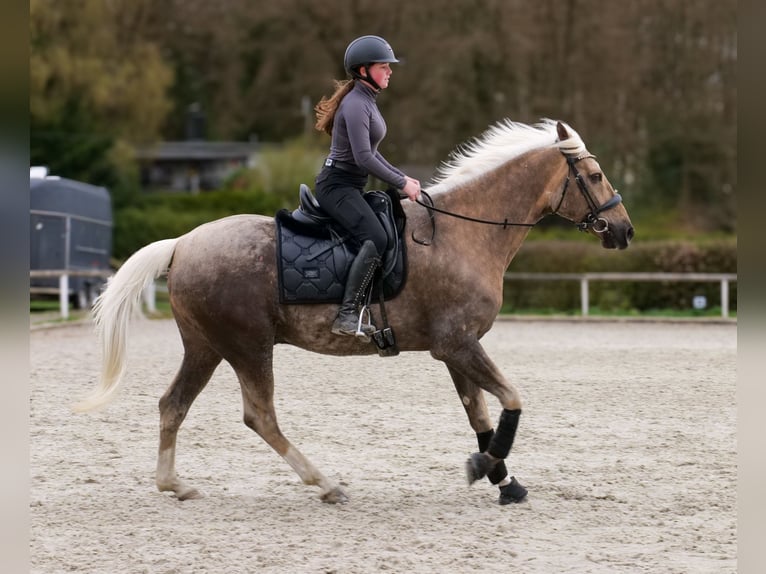 Cruzado Hongre 10 Ans 157 cm Palomino in Neustadt (Wied)