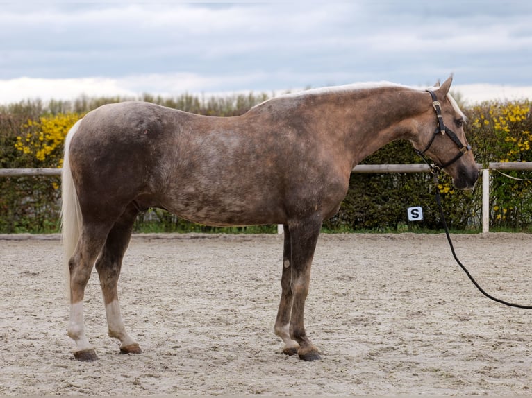 Cruzado Hongre 10 Ans 157 cm Palomino in Neustadt (Wied)