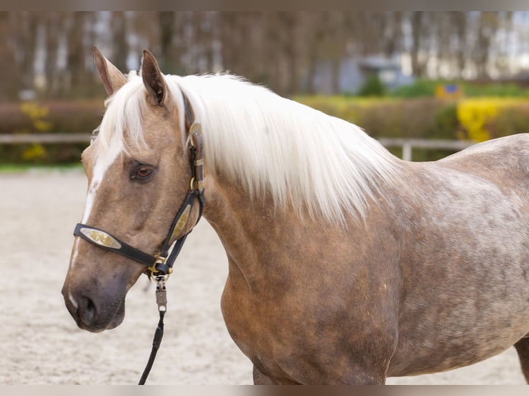 Cruzado Hongre 10 Ans 157 cm Palomino in Neustadt (Wied)