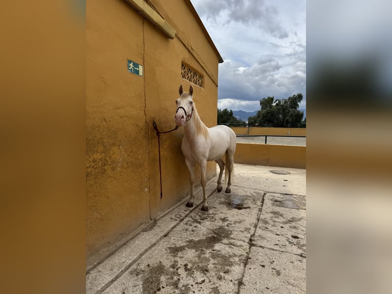 Cruzado Hongre 10 Ans 165 cm Blanc in Malaga