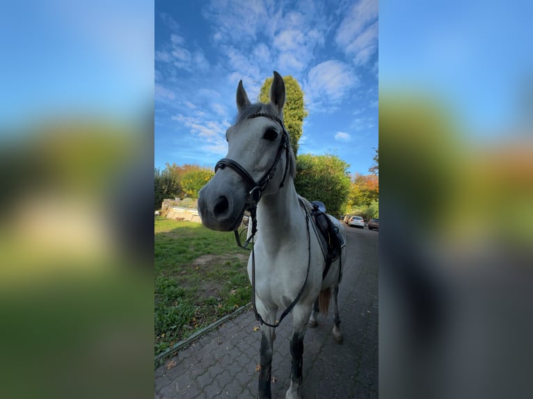 Cruzado Hongre 11 Ans 150 cm Gris pommelé in Weiterstadt