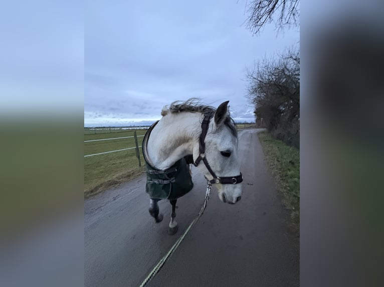 Cruzado Hongre 11 Ans 150 cm Gris pommelé in Weiterstadt