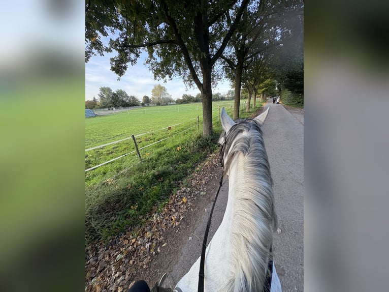 Cruzado Hongre 11 Ans 150 cm Gris pommelé in Weiterstadt