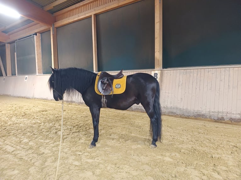 Cruzado Hongre 11 Ans 153 cm Noir in Schönau