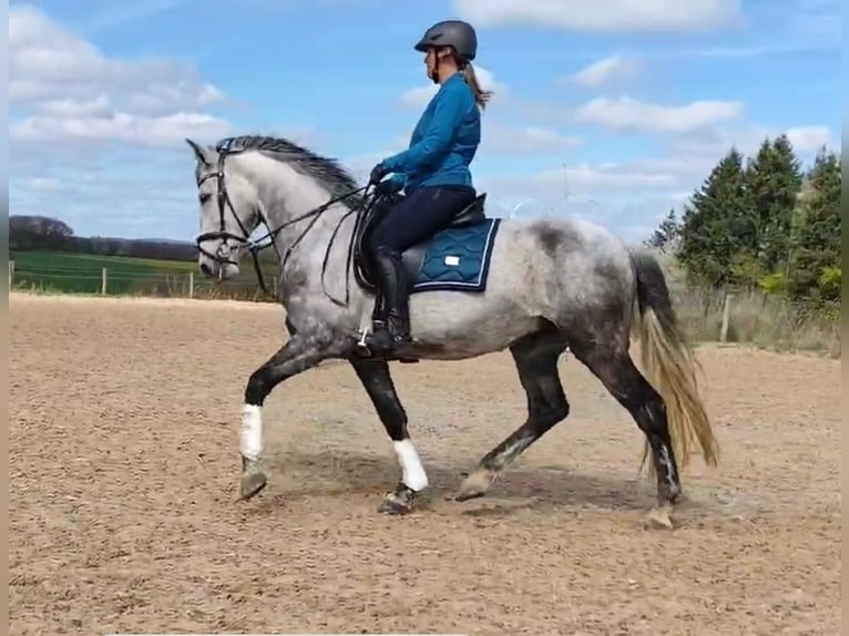 Cruzado Hongre 11 Ans 154 cm Gris noir in Ueß