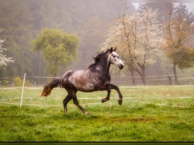 Cruzado Hongre 11 Ans 154 cm Gris noir in Ueß