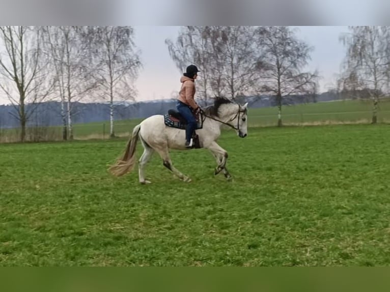 Cruzado Hongre 11 Ans 156 cm Gris moucheté in Callenberg