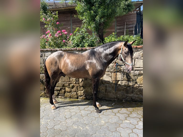Cruzado Hongre 11 Ans 158 cm Buckskin in Panicale