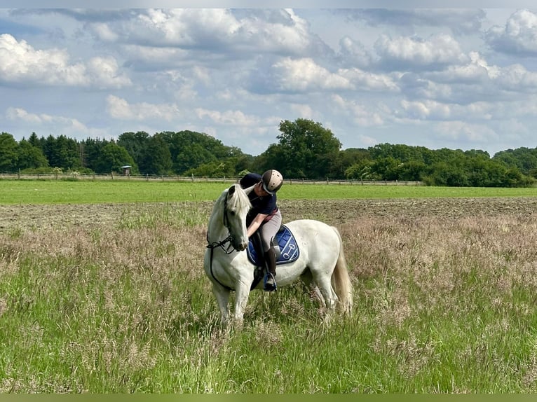 Cruzado Hongre 11 Ans 160 cm Gris in Grossburgwedel