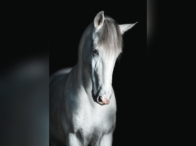 Cruzado Hongre 11 Ans 160 cm Gris in Grossburgwedel