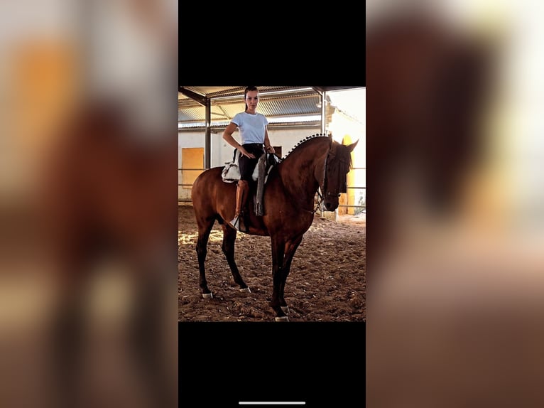 Cruzado Hongre 11 Ans 163 cm Bai in Chipiona