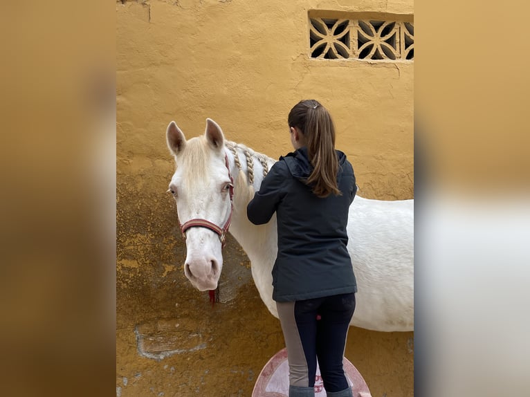 Cruzado Hongre 11 Ans 165 cm Blanc in Malaga