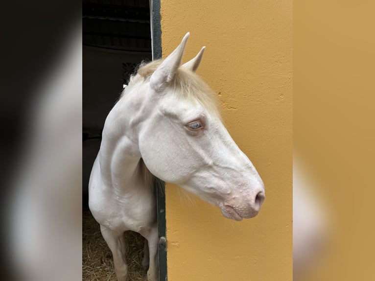 Cruzado Hongre 11 Ans 165 cm Blanc in Malaga